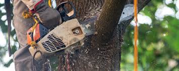 Best Tree and Shrub Care  in Yarmouth Port, MA