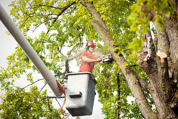 Best Tree Trimming and Pruning  in Yarmouth Port, MA